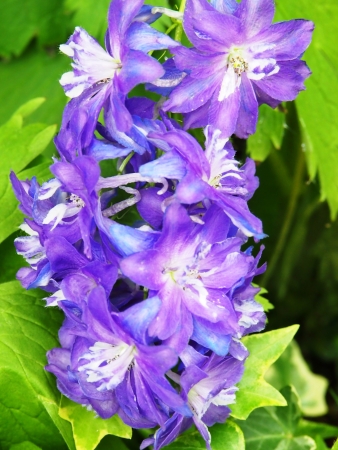 Violet Blossom branchの写真素材
