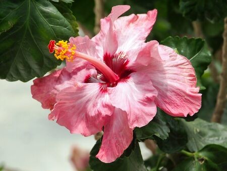 Pink Chinese Hibiscusの写真素材