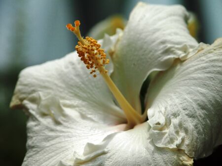 White Chinese Hibiscusの写真素材