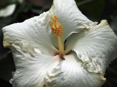 White Chinese Hibiscusの写真素材