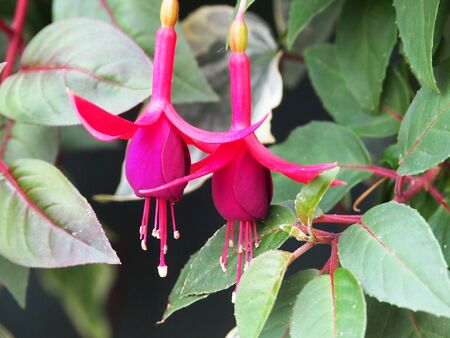 Enkianthus quinqueflorus