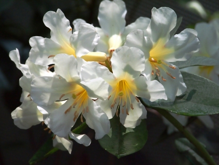 Egg like Blossomの写真素材