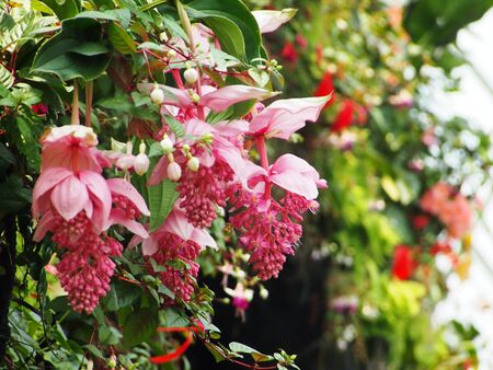 Giant Pink pendulous flowers on green leaves wall