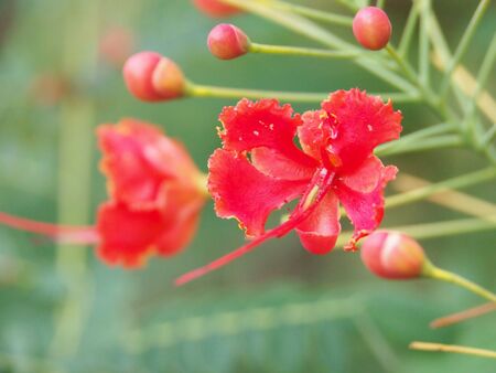 Red flower with long pistilの写真素材