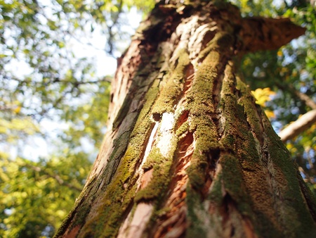 Fresh Green mosses on the old tree barkの写真素材