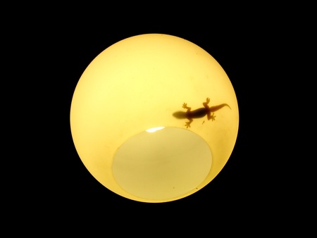 Lizard shadow in moon shape lightの写真素材