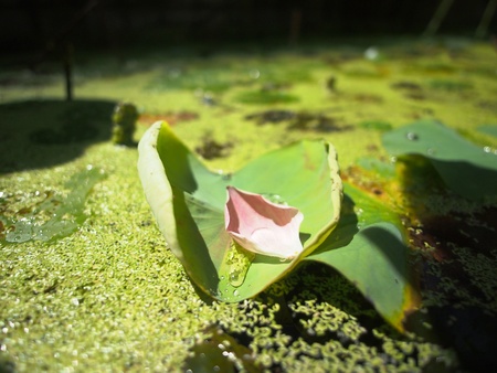 Water lily petal on the flesh lotus leaf with dew dropsの写真素材