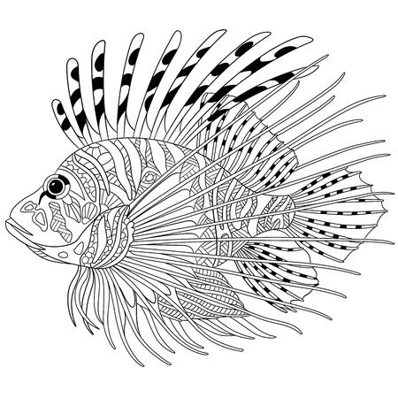 stylized cartoon zebrafish (lionfish,pterois volitans), isolated on white background. Sketch for adult antistress coloring page.  doodle, elements for coloring book.のイラスト素材