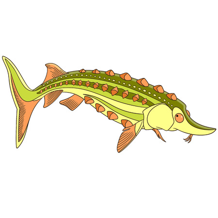 Cartoon underwater sturgeon fish, isolated on white background. Childish vector illustration and colorful book page for kids.のイラスト素材
