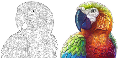 Collection of two stylized macaw (ara) parrots. Monochrome and colored versions. Freehand sketch for adult anti stress coloring book page with doodle and zentangle elements.のイラスト素材