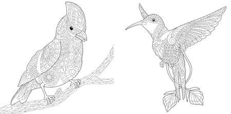 Coloring pages. Bird set with northern red cardinal and hummingbird. Line art design for adult colouring book with doodle and elements. Vector illustration.のイラスト素材