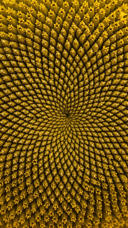 abstract background from a sunflower in the form of a spiralの素材