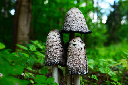 mushrooms on a sunny day hiding in the leavesの写真素材
