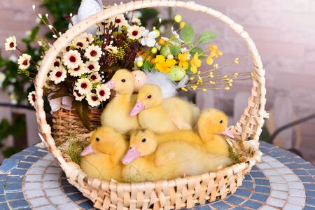 easter small ducklings chickens in a basket, studioの写真素材