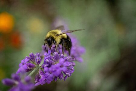 macro close up of bumble bee on lavenderの写真素材