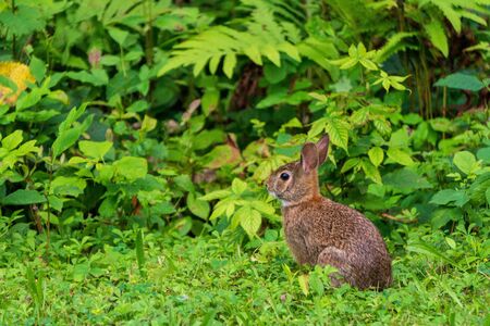 wild bunny rabbit in green shrubberyの写真素材