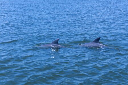 two synchronized swimming dolphins dorsal finsの写真素材