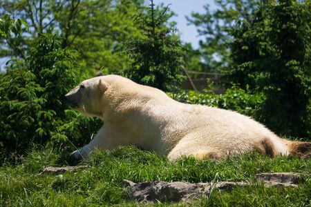 polar bear relaxing in the summer greenの写真素材