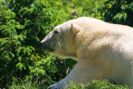 close up of polar bear headの写真素材