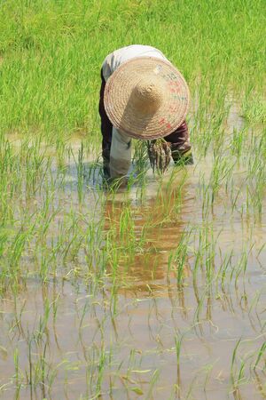 farmer work at paddy plantの写真素材