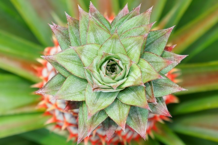 raw of pineapple top view                  の写真素材