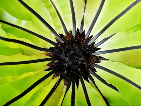 centre of green epiphytal top view                               
