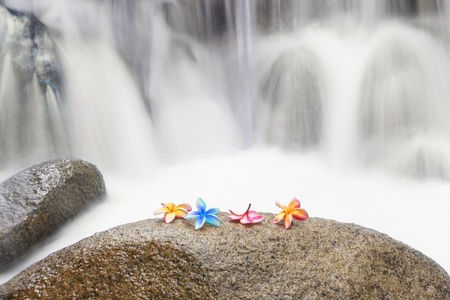 colourful flower on wet stone and water fall