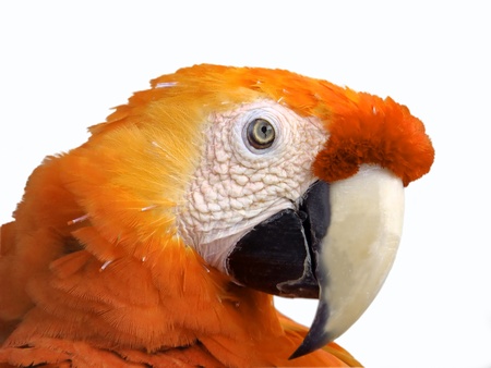 yellow macaw on isolated white background                       の写真素材