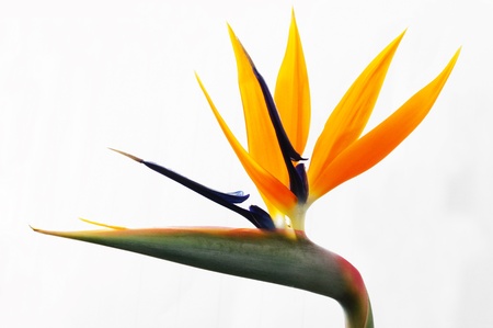 yellow heliconia flower on isolated background