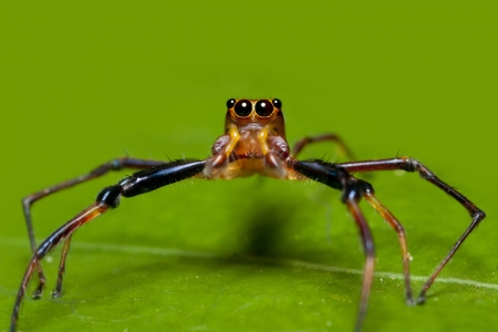 brown jumper spider on green leafの写真素材