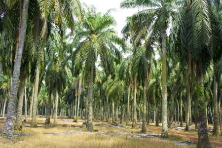 mature palm oil tree commodity