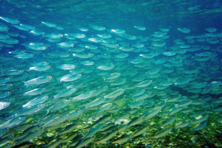 sardines in a group swim in the sea の写真素材
