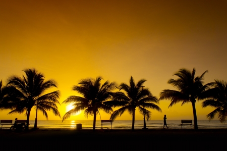 golden sunrise and silhouette palm treeの写真素材
