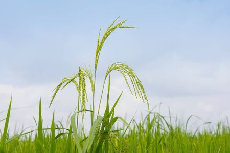 raw paddy farm to growの写真素材