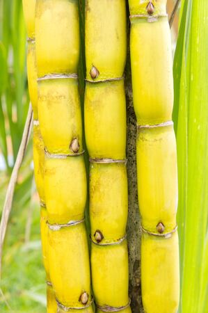 bundle of raw yellow caneの写真素材