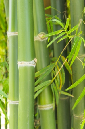 green bamboo and some leafの写真素材