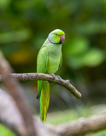 green parrot bird on wood branch