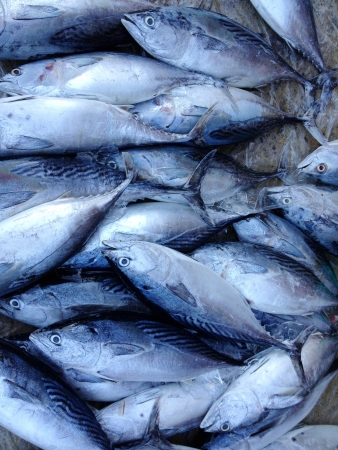 fresh mackerel tuna close upの写真素材