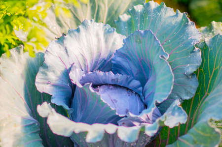 fresh raw cabbage with dropped waterの写真素材