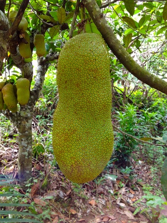 Jackfruit hanging on the branch