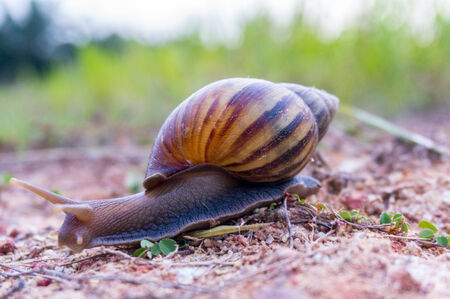 wild snail on dry grassの写真素材