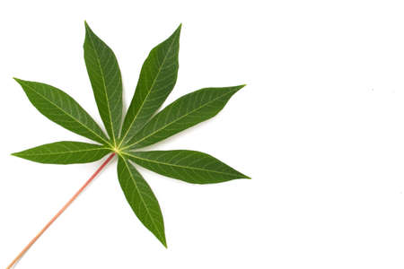 green leaves on a white backgroundの写真素材