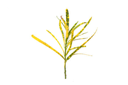 green leaves on a white background