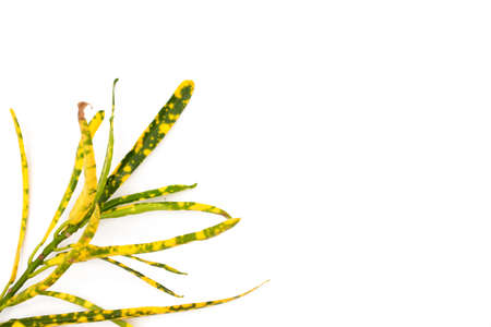 green leaves on a white backgroundの写真素材