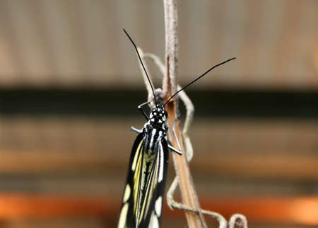 Butterfly sitting with closed wings on a small twigの写真素材
