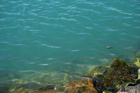 Water and rocks at the edge with a dead, floating fishの写真素材