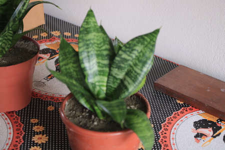 Sansevieria trifasciata plant in a potの写真素材