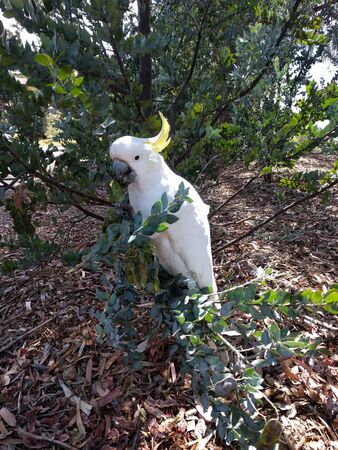 Sulphur Crested Cockatoo eating wattle