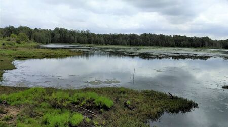 Waterbird sanctuary in the middle of Sydney