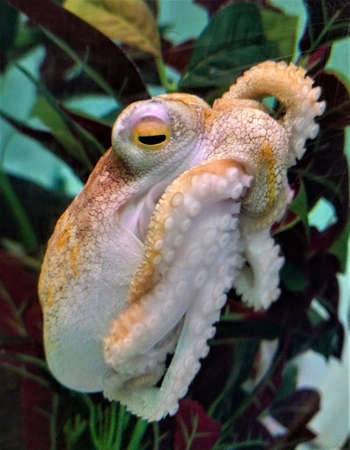 Octopus at Tasmania's Seahorse World